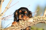 CAVALIER KING CHARLES 738